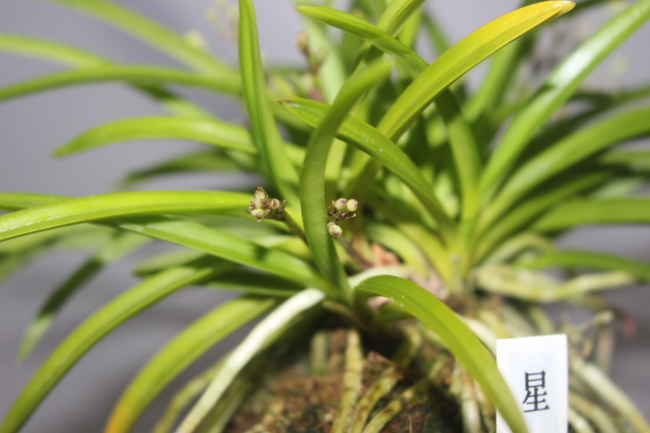 星車(chē)（花付?距ナシ六弁花）　　　富貴蘭　フウラン　長(zhǎng)生蘭　山野草　東洋蘭