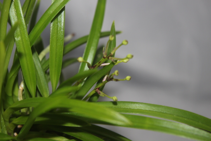 星車(chē)（花付?距ナシ六弁花）　　　富貴蘭　フウラン　長(zhǎng)生蘭　山野草　東洋蘭