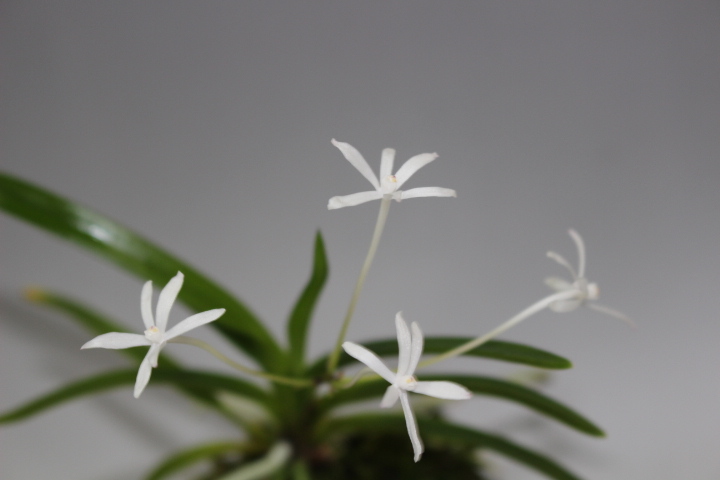 星車(chē)（花付?距ナシ六弁花）　　　富貴蘭　フウラン　長(zhǎng)生蘭　山野草　東洋蘭