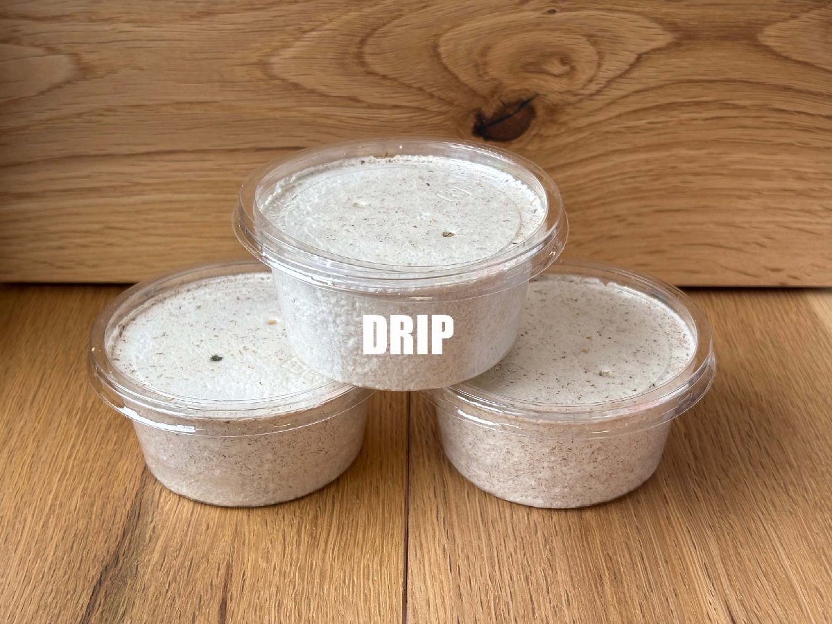 [DRIP] талант .YG oo рогач личинка первый *2.3 голова 