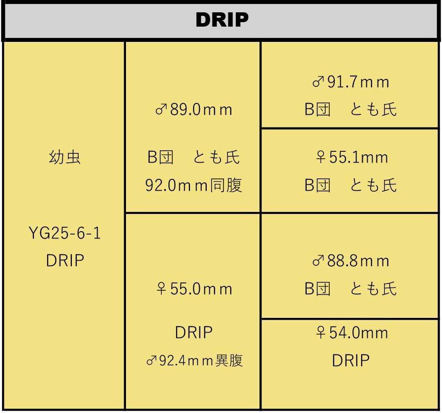 [DRIP] талант .YG oo рогач личинка первый *2.3 голова 