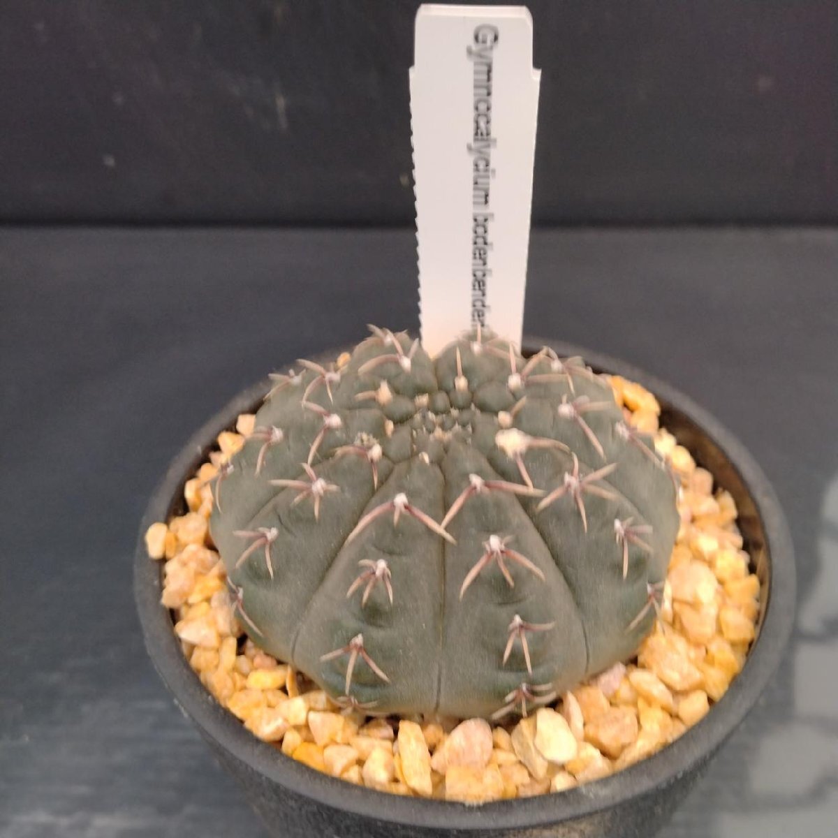 3248 「多肉植物J」ギムノカリキウム ボーデンベンデリアナム 植え【美株?Gymnocalycium bodenbenderianum ?サボテン?発根】