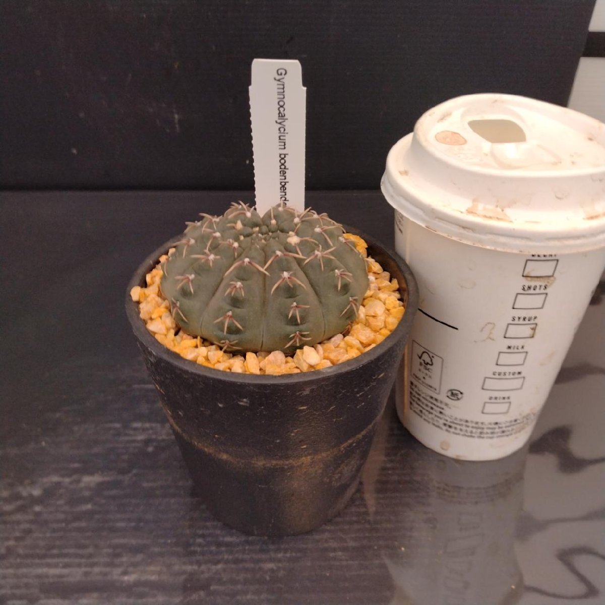 3248 「多肉植物J」ギムノカリキウム ボーデンベンデリアナム 植え【美株?Gymnocalycium bodenbenderianum ?サボテン?発根】