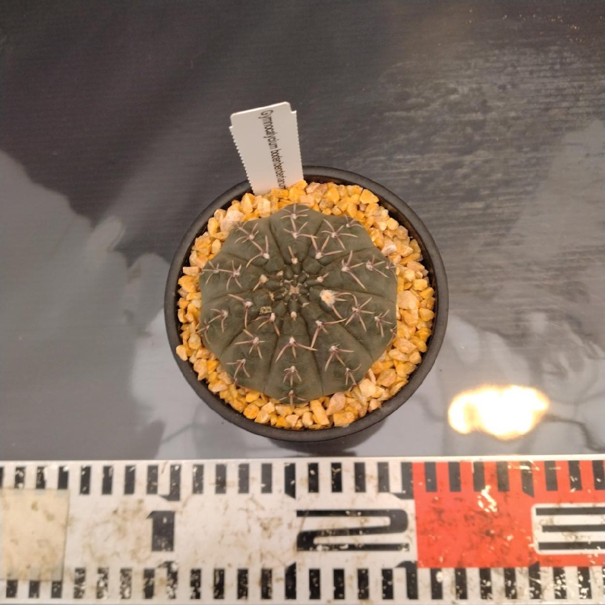 3248 「多肉植物J」ギムノカリキウム ボーデンベンデリアナム 植え【美株?Gymnocalycium bodenbenderianum ?サボテン?発根】