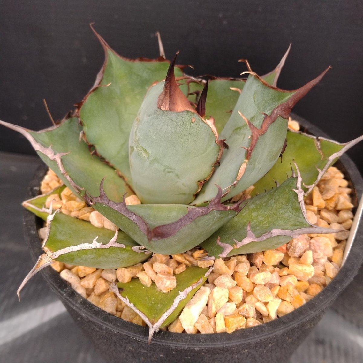 4019 「多肉植物J」アガベ パンダ 植え【発根?美化?Agave titanota Panda?サボテン】