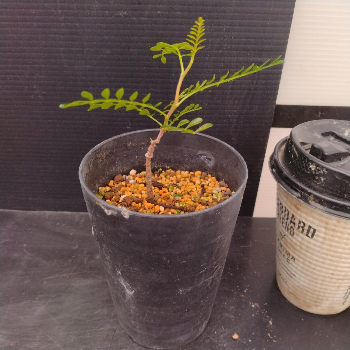 5281 「実生株」オペルクリカリア パキプス 植え【種から発芽！?O.pachypus?塊根植物?葉落ちする】