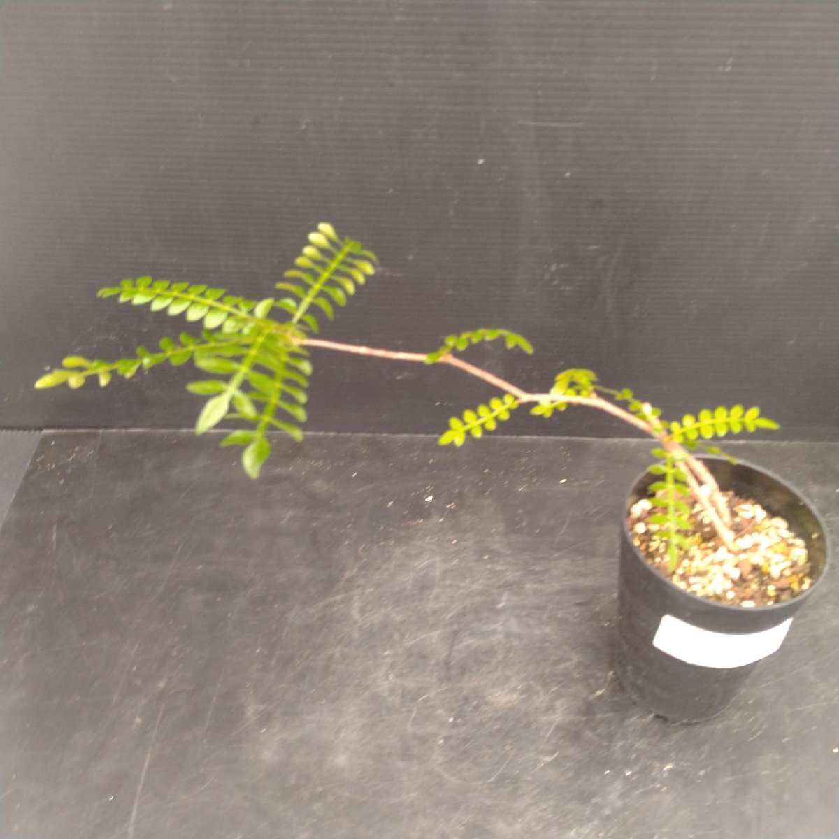5291 「実生株」オペルクリカリア パキプス 植え【種から発芽！?O.pachypus?塊根植物?葉落ちする】