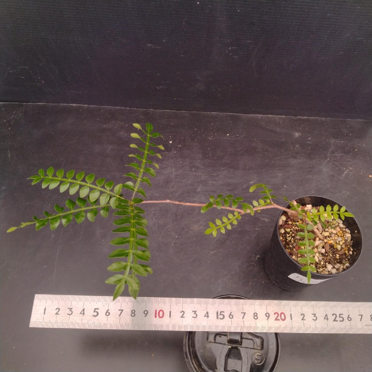 5291 「実生株」オペルクリカリア パキプス 植え【種から発芽！?O.pachypus?塊根植物?葉落ちする】