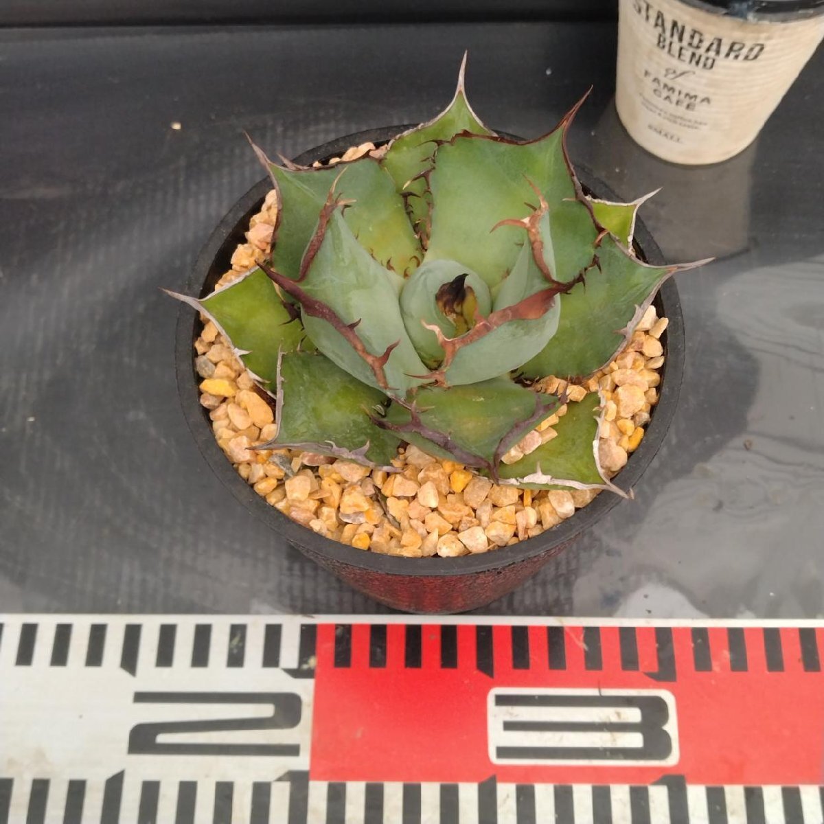 4016 「多肉植物J」アガベ パンダ 植え【発根?美化?Agave titanota Panda?サボテン】