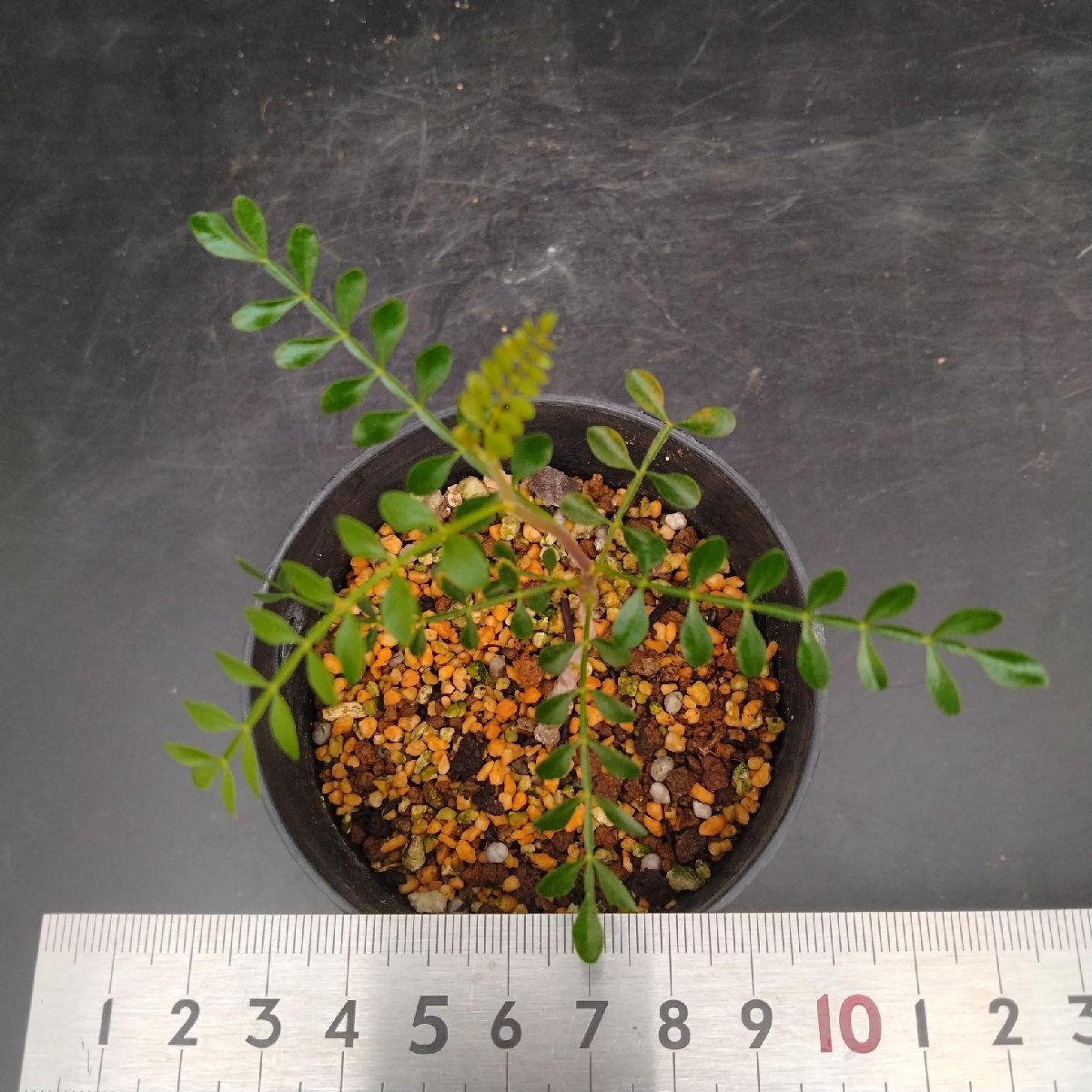 5281 「実生株」オペルクリカリア パキプス 植え【種から発芽！?O.pachypus?塊根植物?葉落ちする】