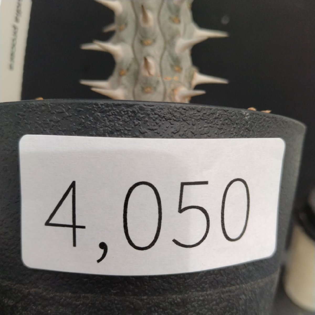 4050 「多肉植物J」アローディア プロセラ 植え【発根?美化?Alluaudia procera?塊根植物】