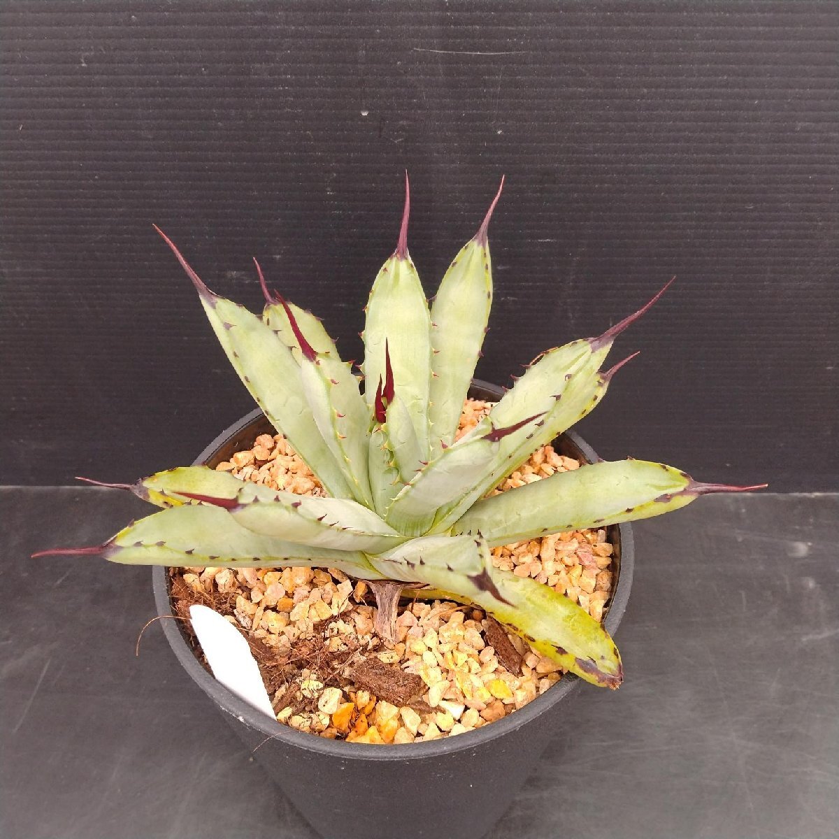 5211 「多肉植物J」アガベ マクロアカンサ 植え【発根?美化?Agave macroacantha?サボテン】