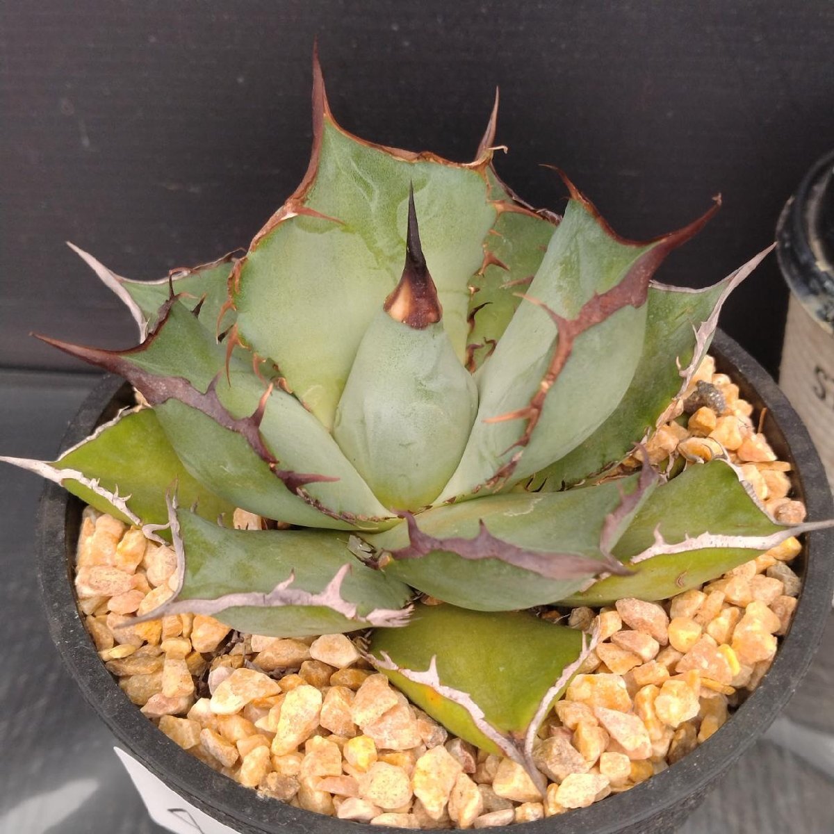 4016 「多肉植物J」アガベ パンダ 植え【発根?美化?Agave titanota Panda?サボテン】