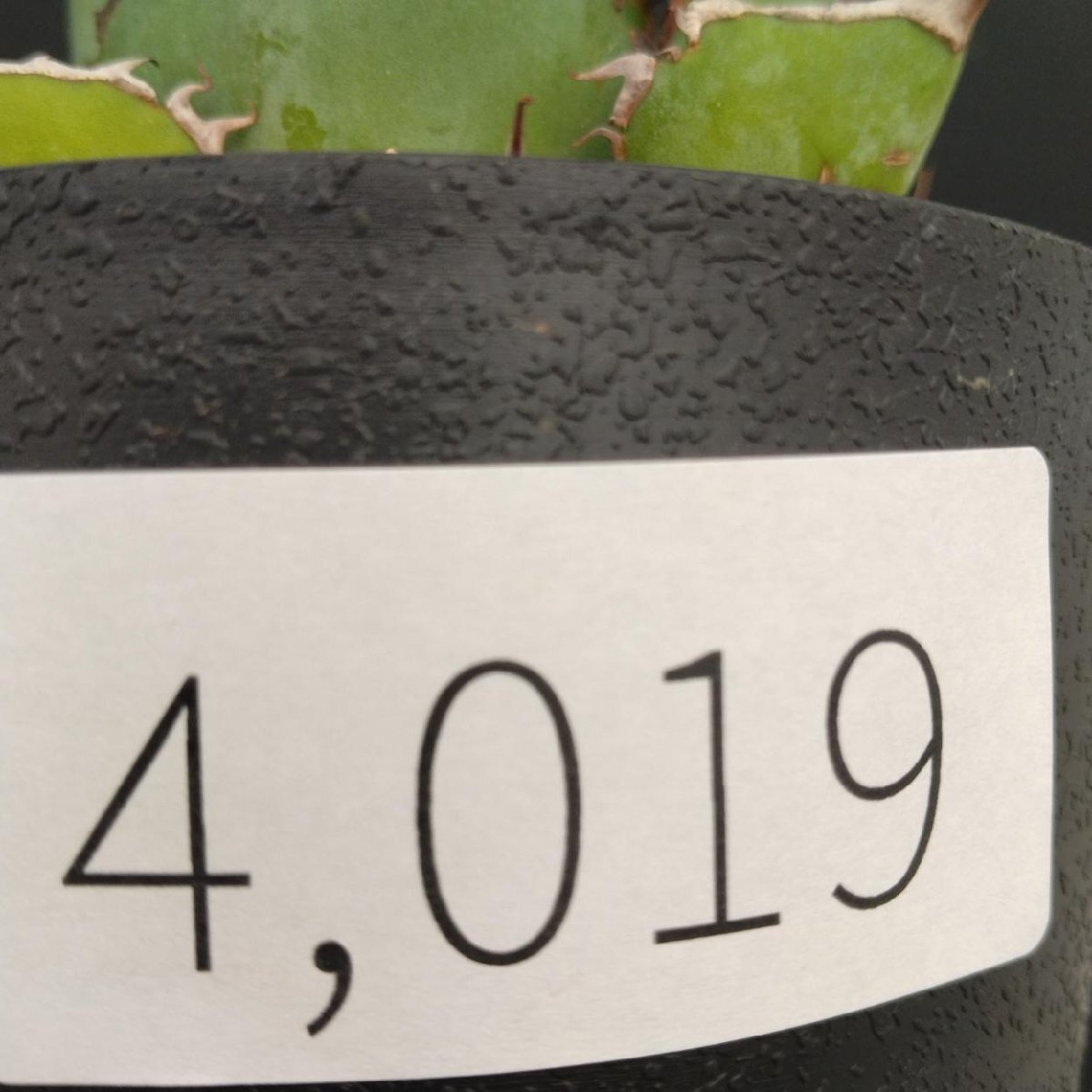 4019 「多肉植物J」アガベ パンダ 植え【発根?美化?Agave titanota Panda?サボテン】