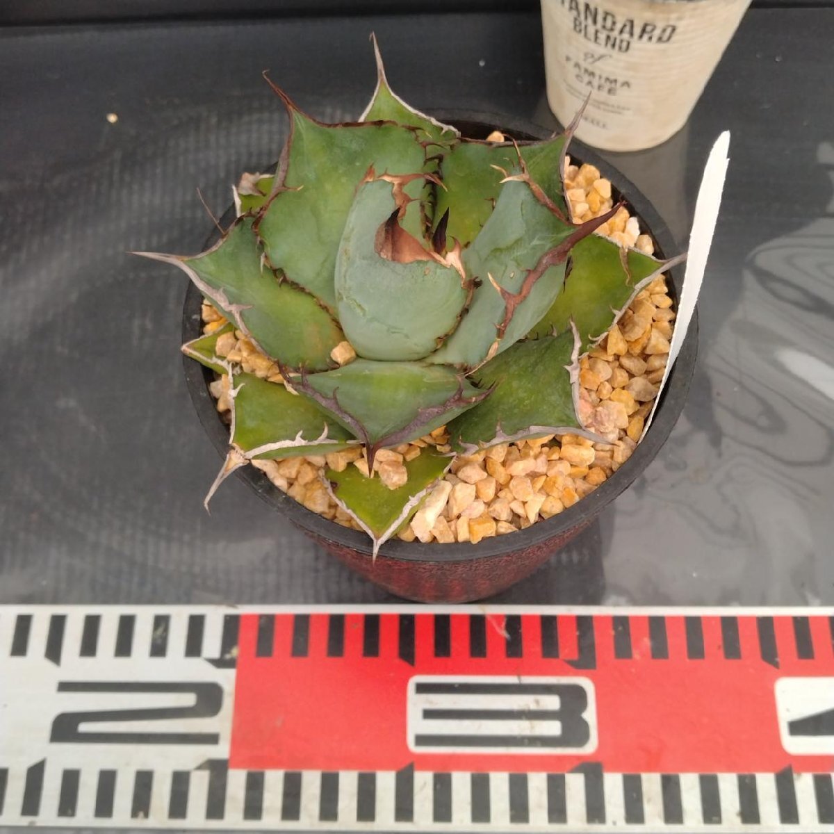 4019 「多肉植物J」アガベ パンダ 植え【発根?美化?Agave titanota Panda?サボテン】