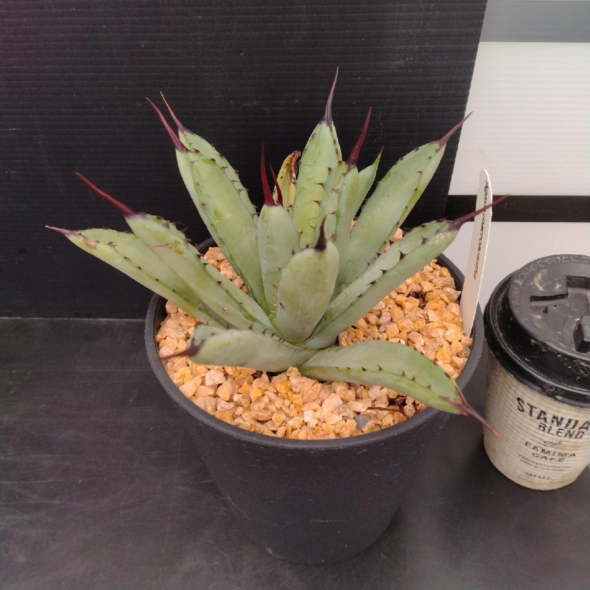 5203 「多肉植物J」アガベ マクロアカンサ 植え【発根?美化?Agave macroacantha?サボテン】