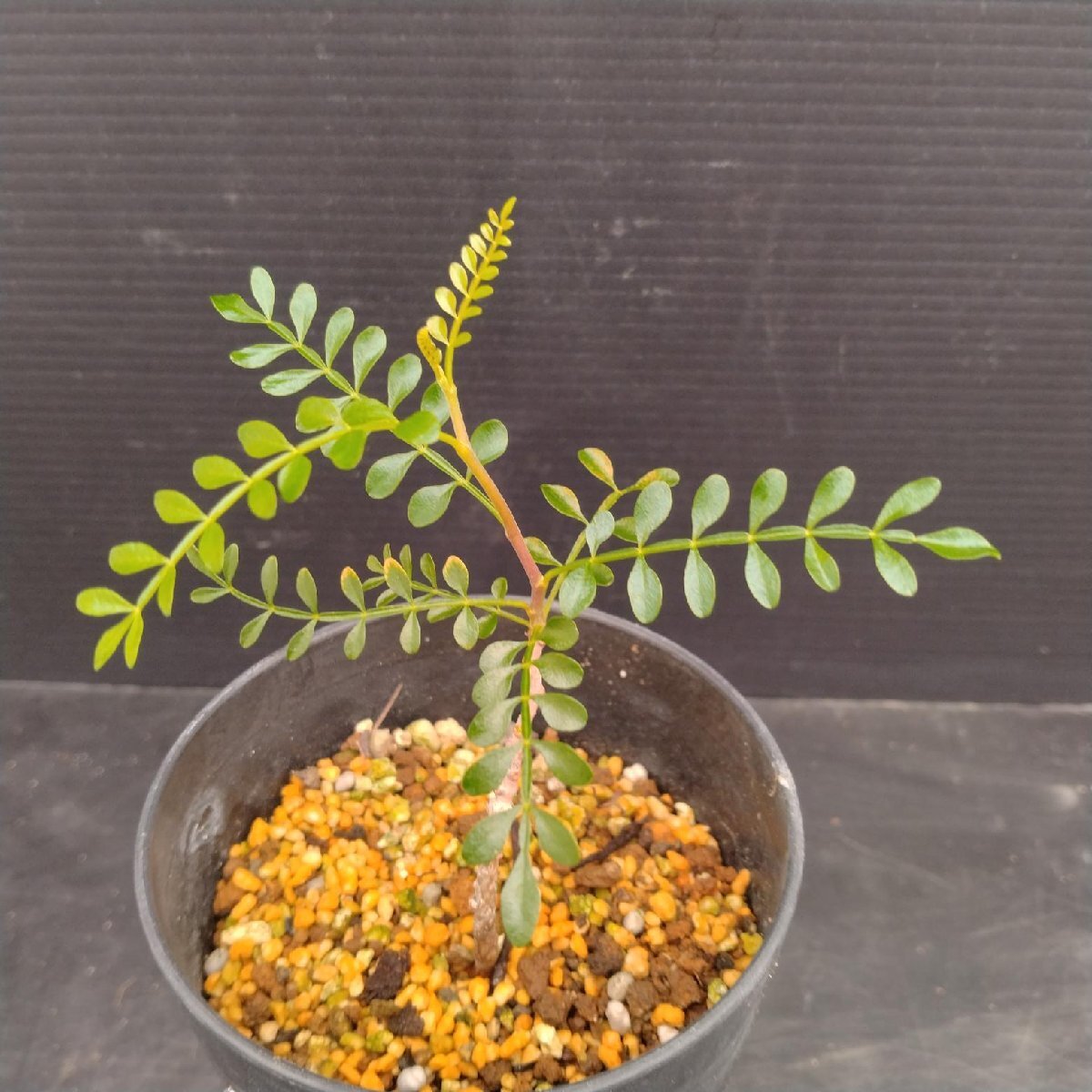 5281 「実生株」オペルクリカリア パキプス 植え【種から発芽！?O.pachypus?塊根植物?葉落ちする】