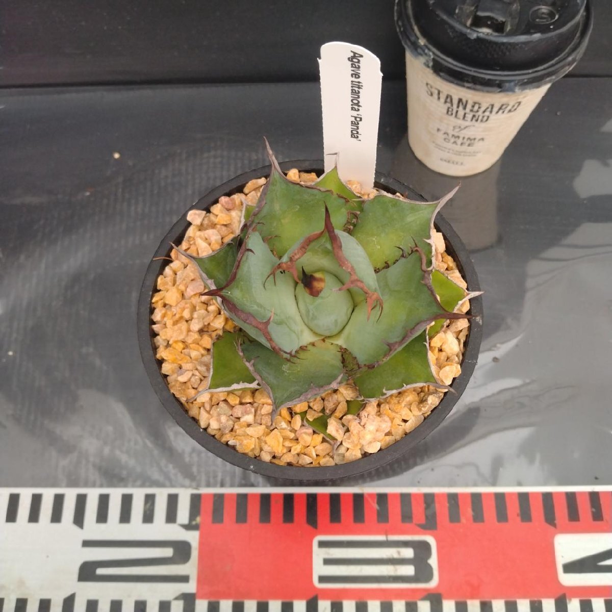 4013 「多肉植物J」アガベ パンダ 植え【発根?美化?Agave titanota Panda?サボテン】