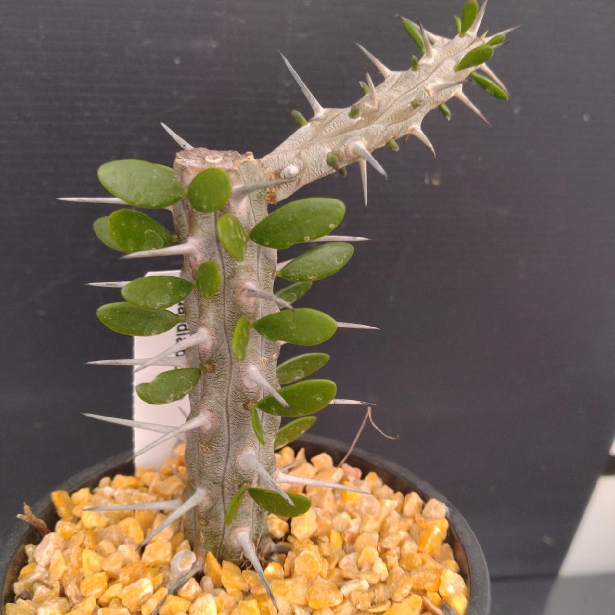 4042 「多肉植物J」アローディア プロセラ 植え【発根?美化?Alluaudia procera?塊根植物】