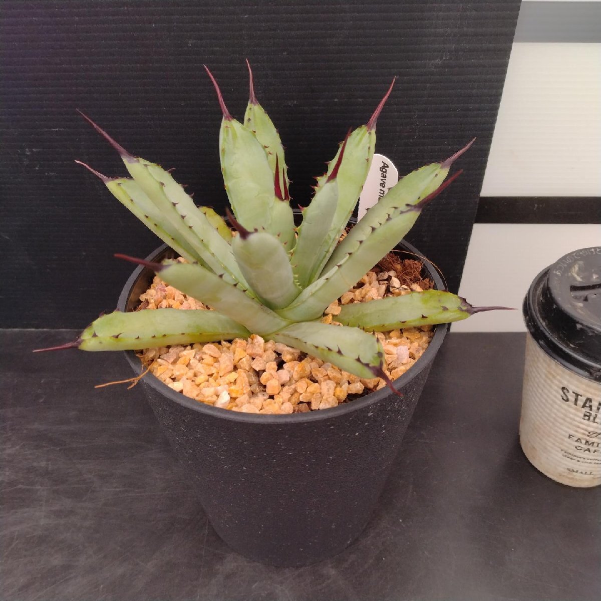 5211 「多肉植物J」アガベ マクロアカンサ 植え【発根?美化?Agave macroacantha?サボテン】