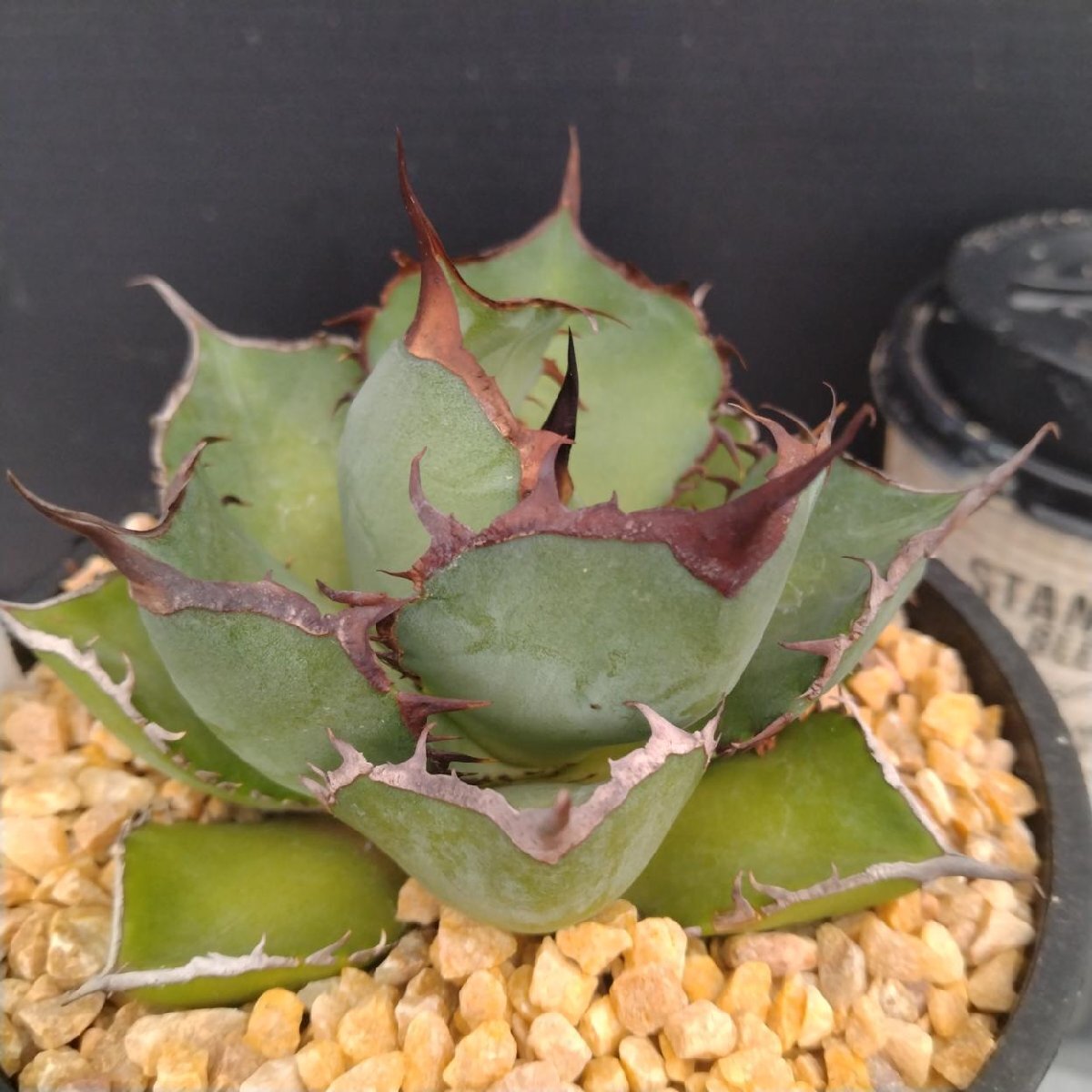 4013 「多肉植物J」アガベ パンダ 植え【発根?美化?Agave titanota Panda?サボテン】