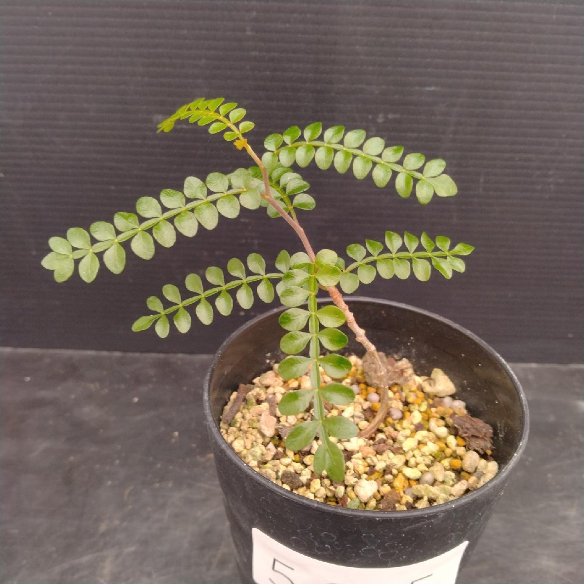 5285 「実生株」オペルクリカリア パキプス 植え【種から発芽！?O.pachypus?塊根植物?葉落ちする】