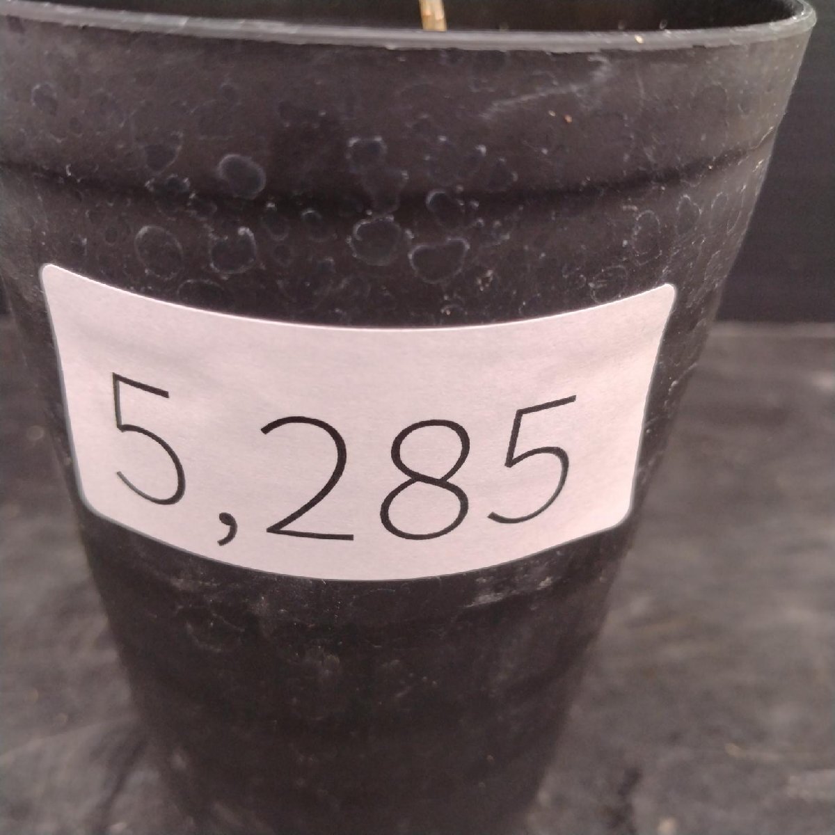 5285 「実生株」オペルクリカリア パキプス 植え【種から発芽！?O.pachypus?塊根植物?葉落ちする】
