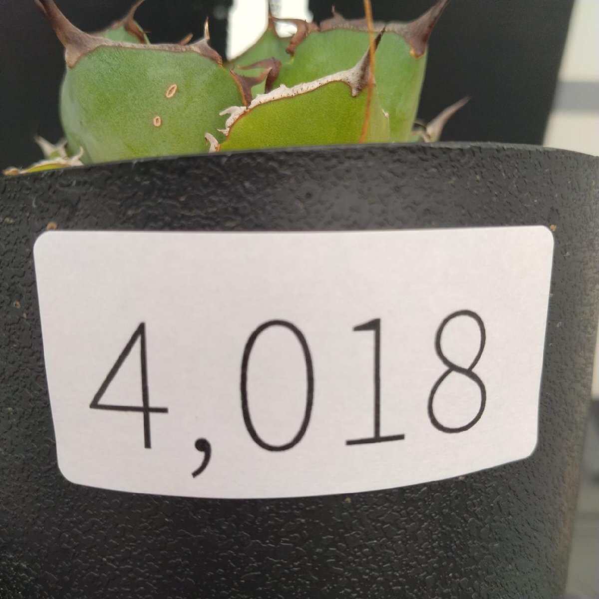 4018 「多肉植物J」アガベ パンダ 植え【発根?美化?Agave titanota Panda?サボテン】
