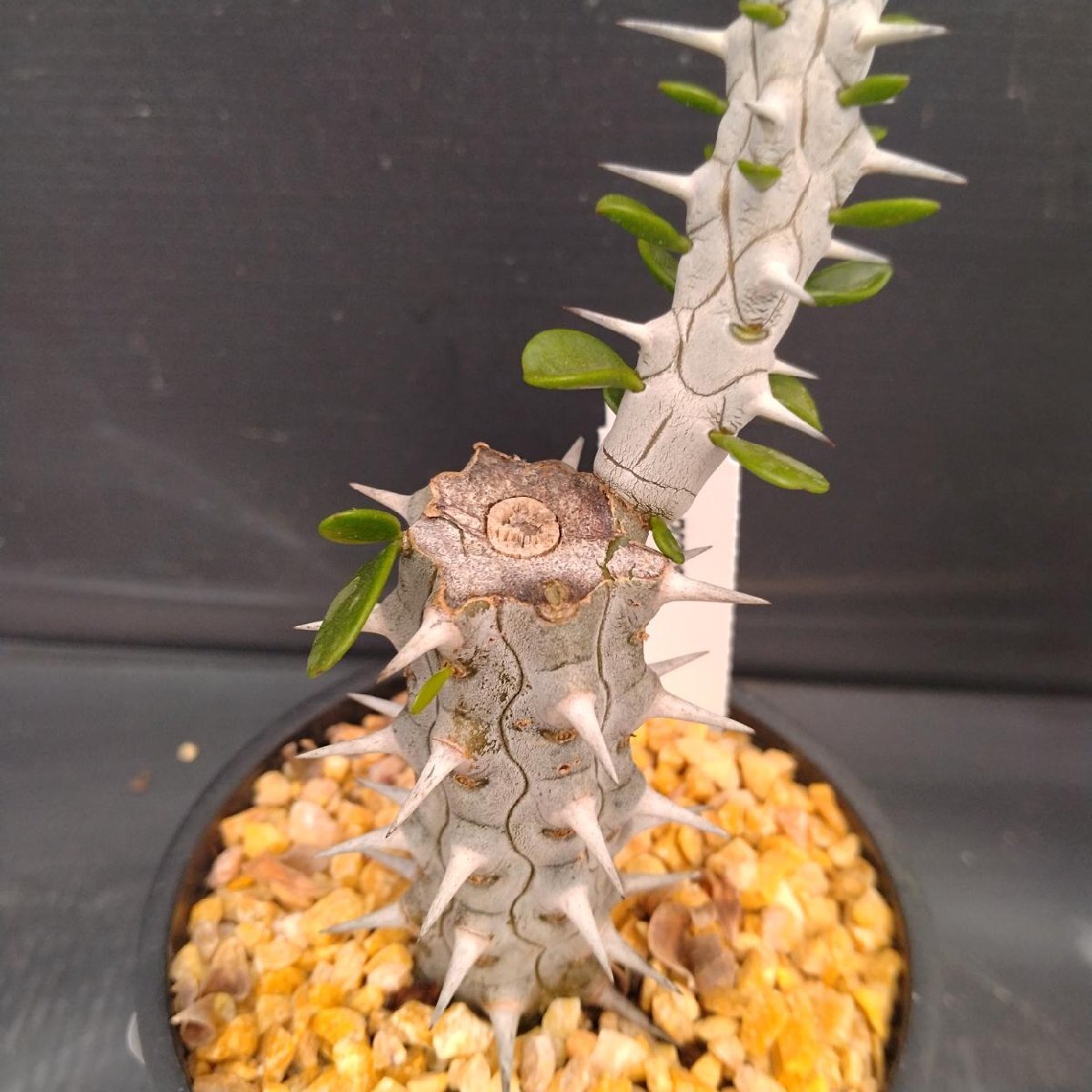 4050 「多肉植物J」アローディア プロセラ 植え【発根?美化?Alluaudia procera?塊根植物】