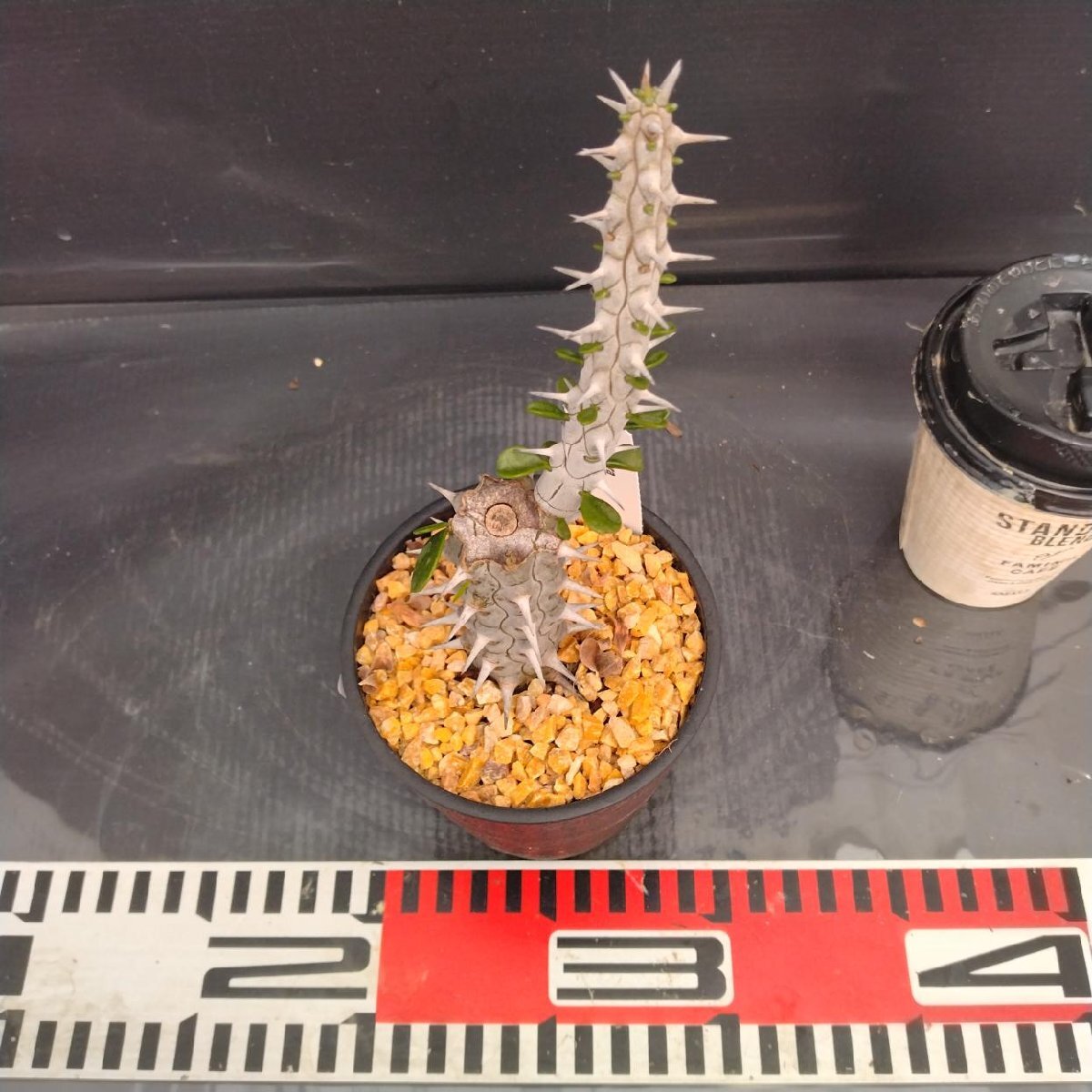 4050 「多肉植物J」アローディア プロセラ 植え【発根?美化?Alluaudia procera?塊根植物】