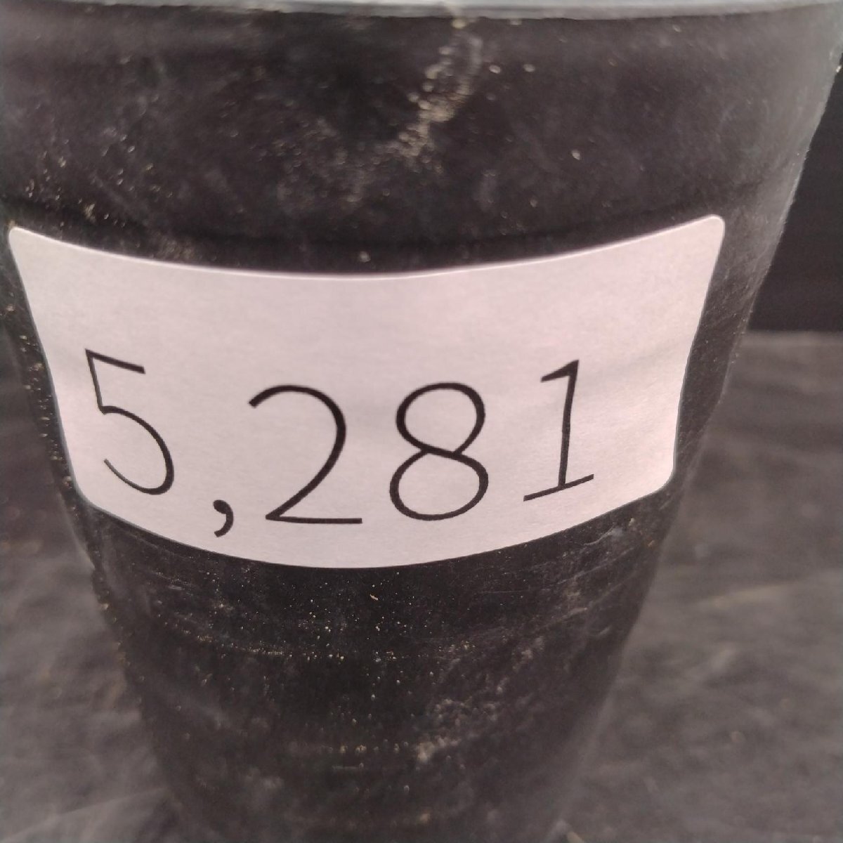5281 「実生株」オペルクリカリア パキプス 植え【種から発芽！?O.pachypus?塊根植物?葉落ちする】