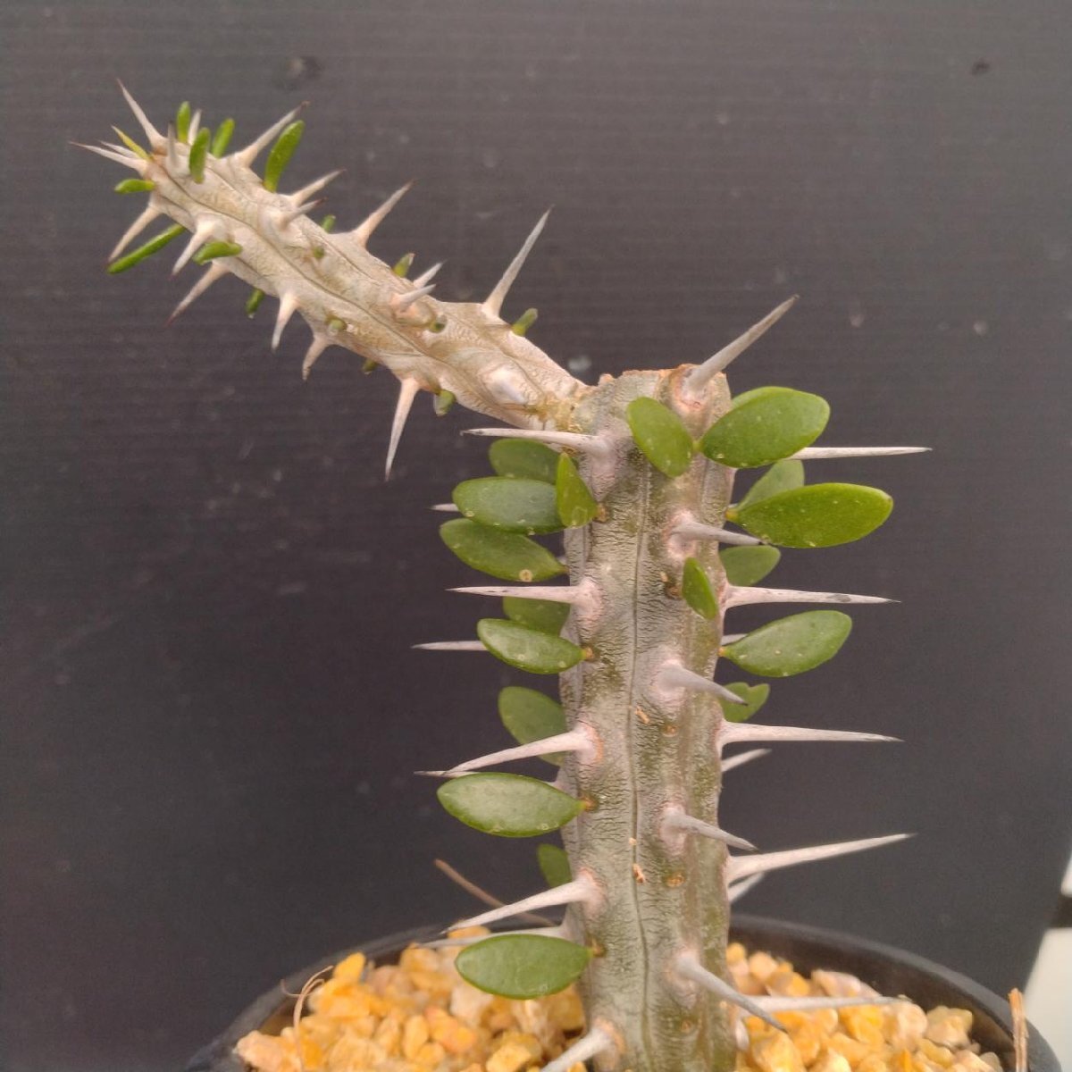 4042 「多肉植物J」アローディア プロセラ 植え【発根?美化?Alluaudia procera?塊根植物】