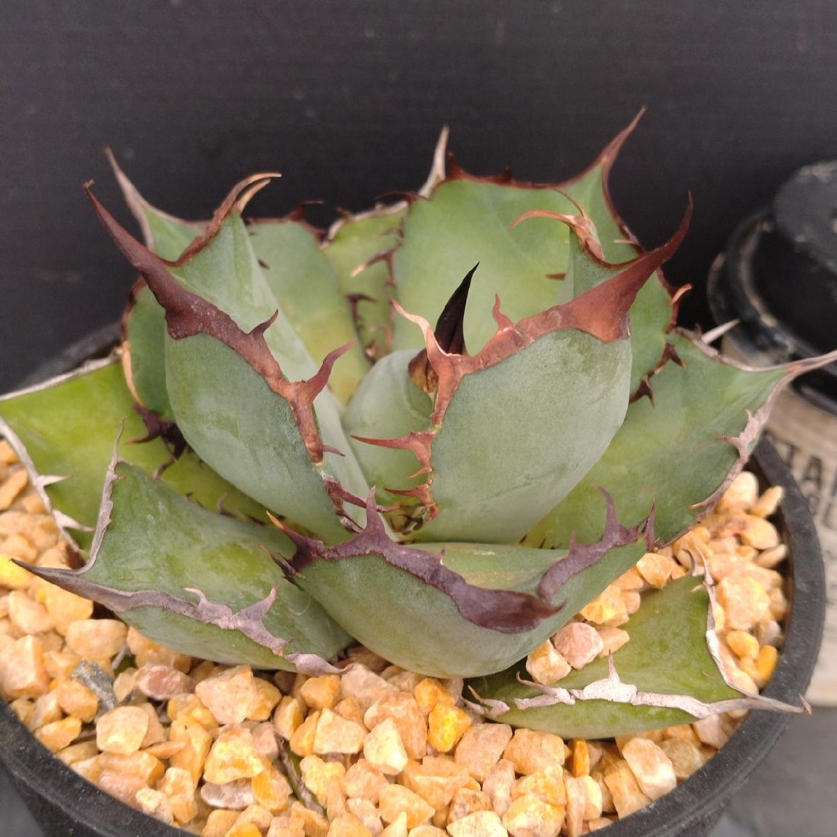 4016 「多肉植物J」アガベ パンダ 植え【発根?美化?Agave titanota Panda?サボテン】