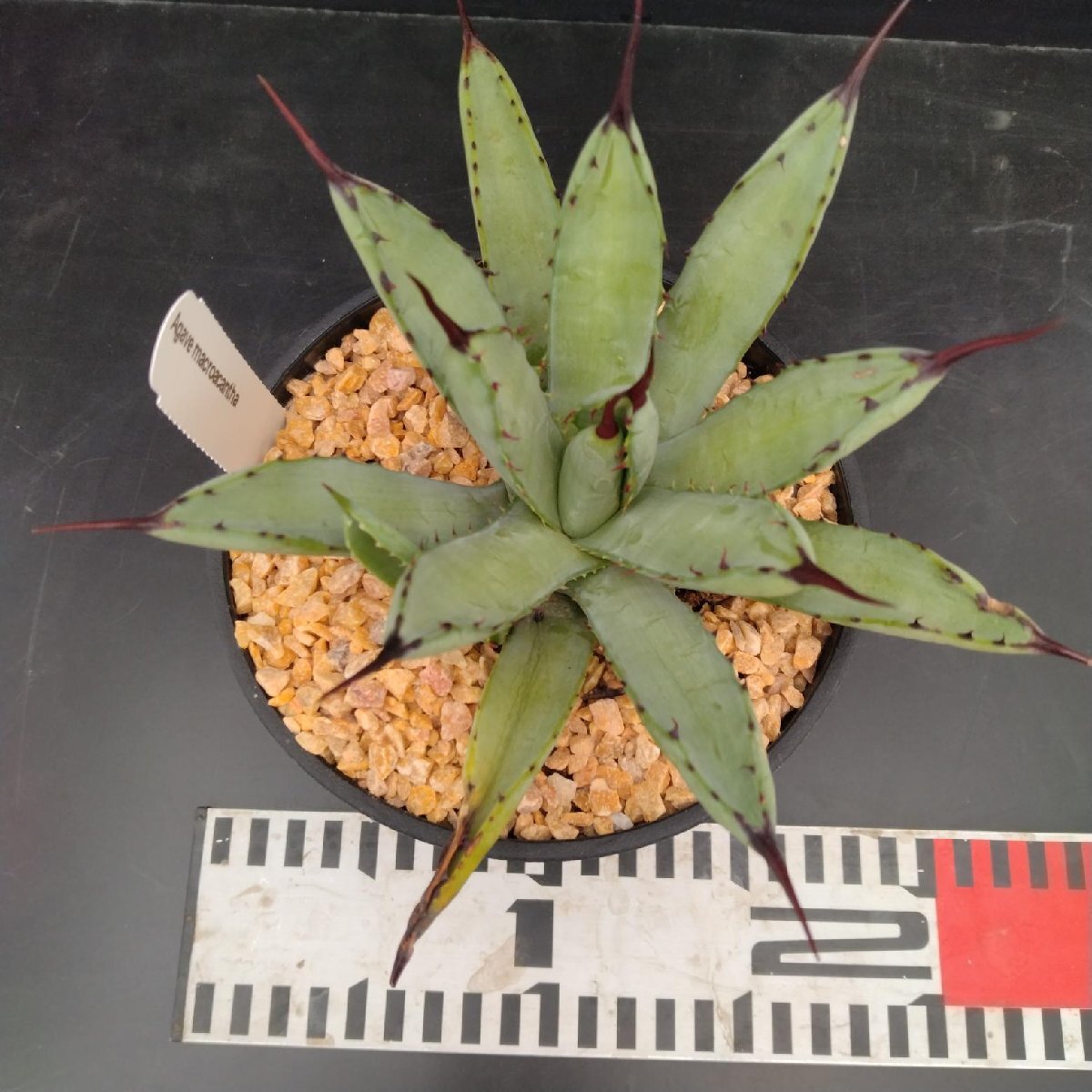 5203 「多肉植物J」アガベ マクロアカンサ 植え【発根?美化?Agave macroacantha?サボテン】