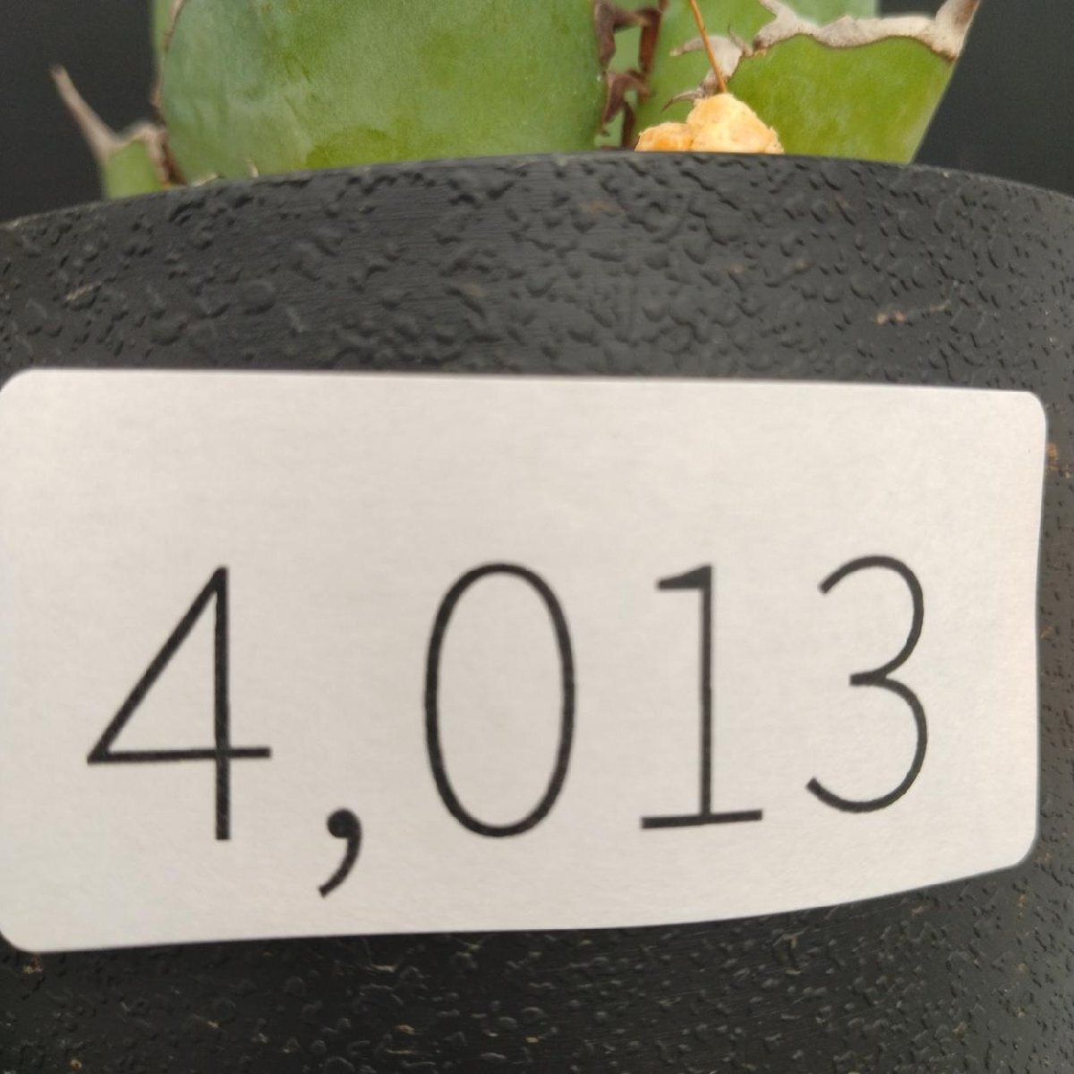 4013 「多肉植物J」アガベ パンダ 植え【発根?美化?Agave titanota Panda?サボテン】