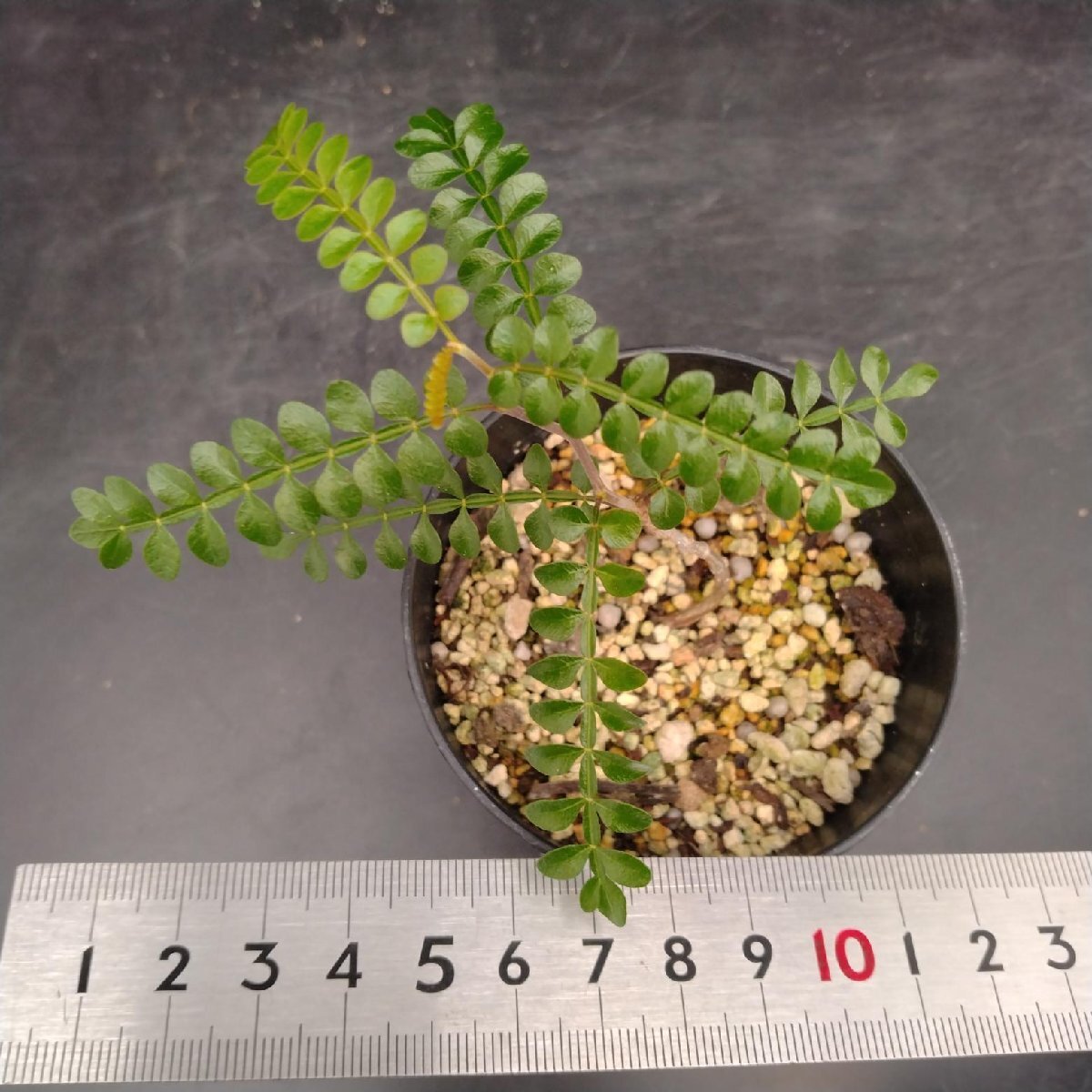 5285 「実生株」オペルクリカリア パキプス 植え【種から発芽！?O.pachypus?塊根植物?葉落ちする】