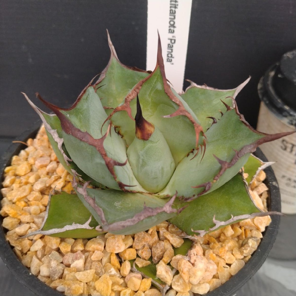 4013 「多肉植物J」アガベ パンダ 植え【発根?美化?Agave titanota Panda?サボテン】