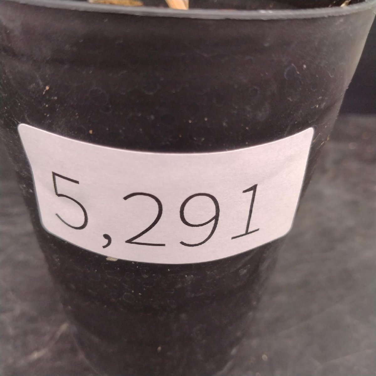 5291 「実生株」オペルクリカリア パキプス 植え【種から発芽！?O.pachypus?塊根植物?葉落ちする】