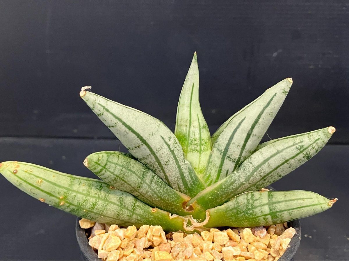 2332 「観葉植物J」サンセベリア ボンセレンシス ドワーフ 植え