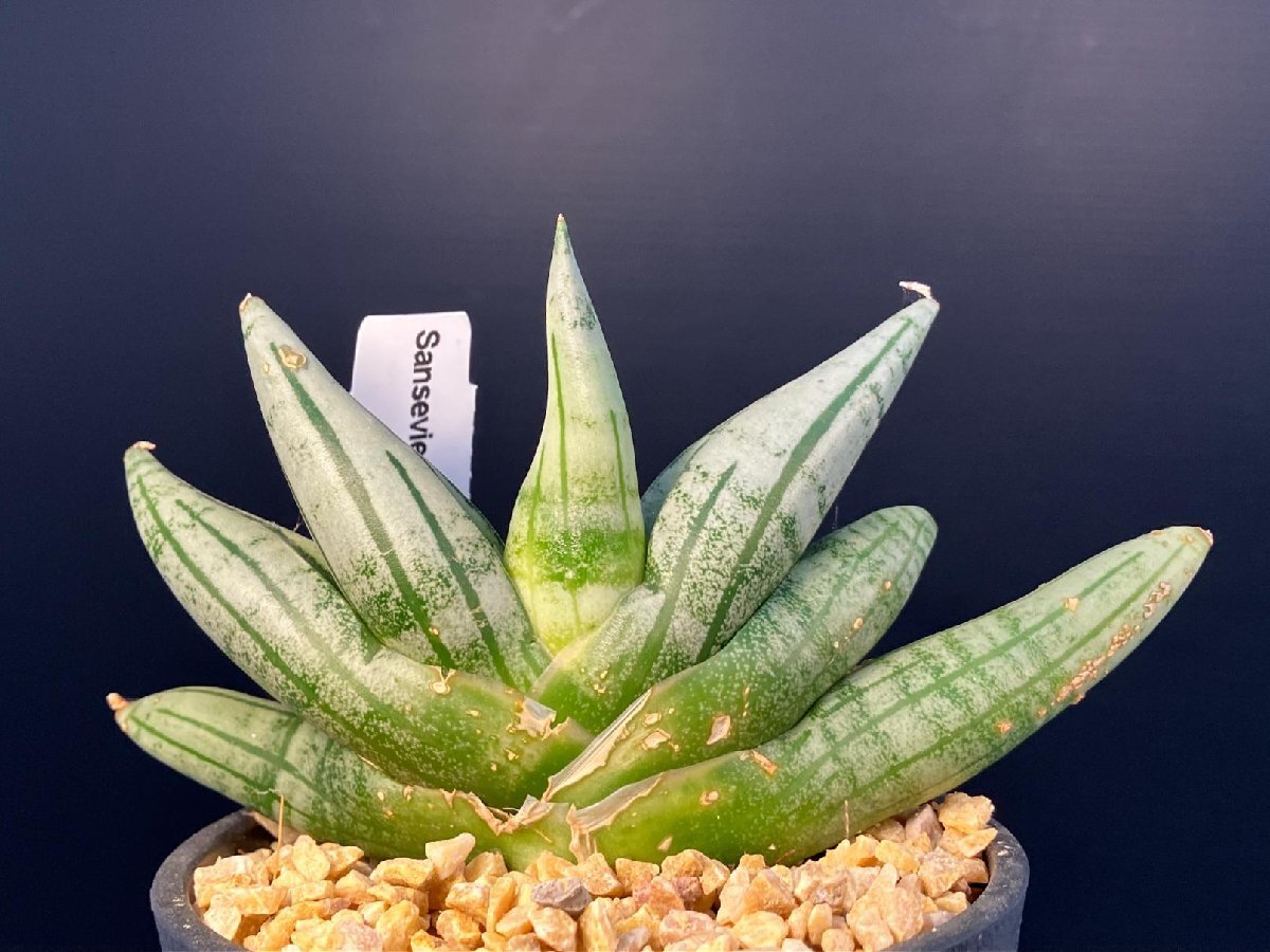 最先端 2332 「観葉植物J」サンセベリア ボンセレンシス ドワーフ 植え 花・観葉植物