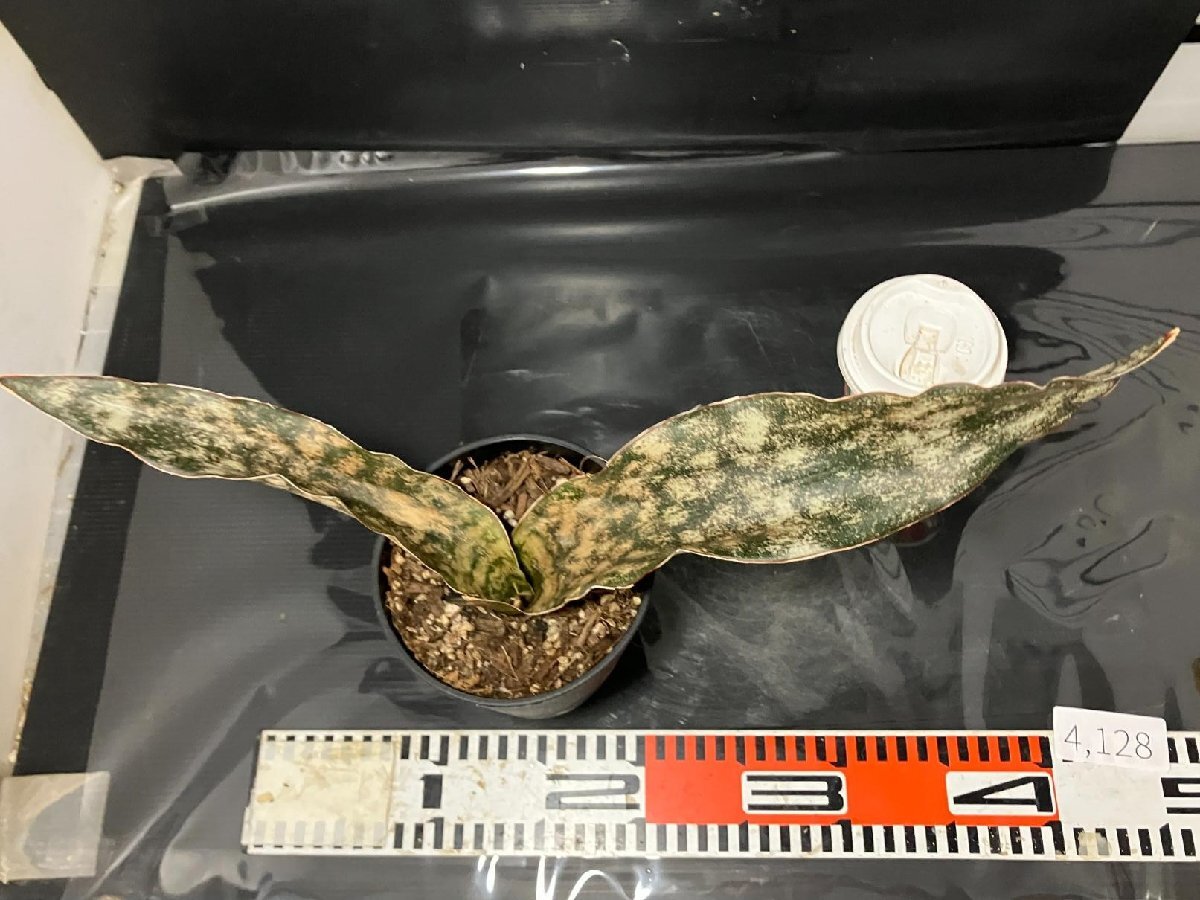 4128 「観葉植物J」サンセベリア キルキー 植え【美株?発根?多肉植物?サンスベリア?Sansevieria kirkii】