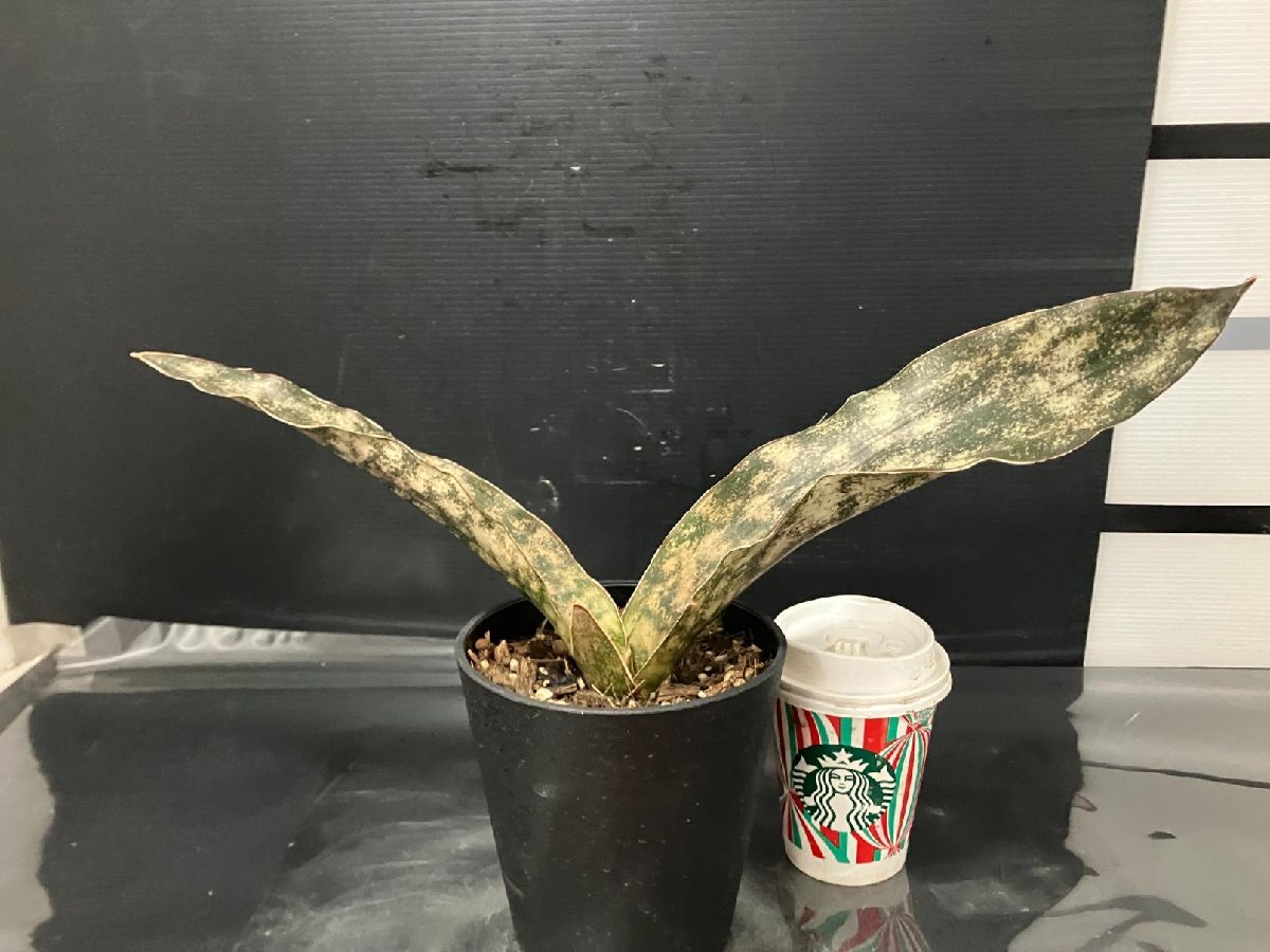4128 「観葉植物J」サンセベリア キルキー 植え【美株?発根?多肉植物?サンスベリア?Sansevieria kirkii】