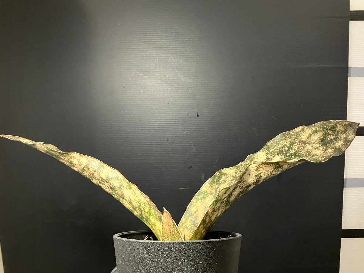 4128 「観葉植物J」サンセベリア キルキー 植え【美株?発根?多肉植物?サンスベリア?Sansevieria kirkii】