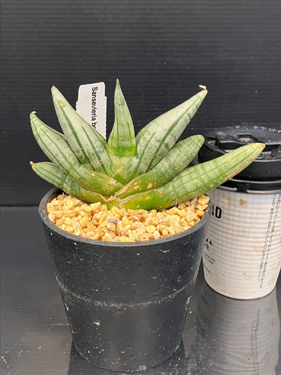 AND PLANTS｜サンスベリア・トーチ Table-S - アンドプランツ