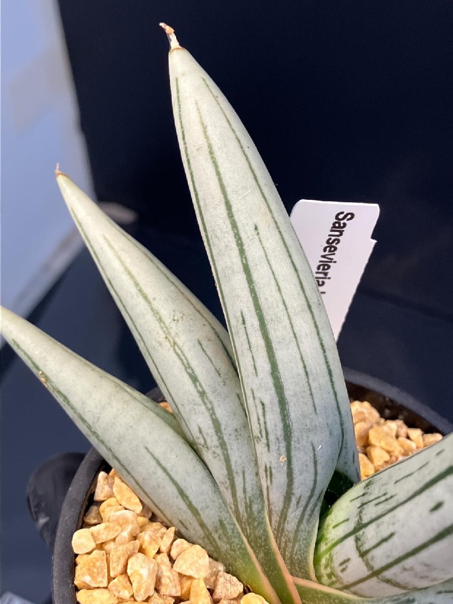 2322 「観葉植物J」サンセベリア ボンセレンシス ドワーフ 植え