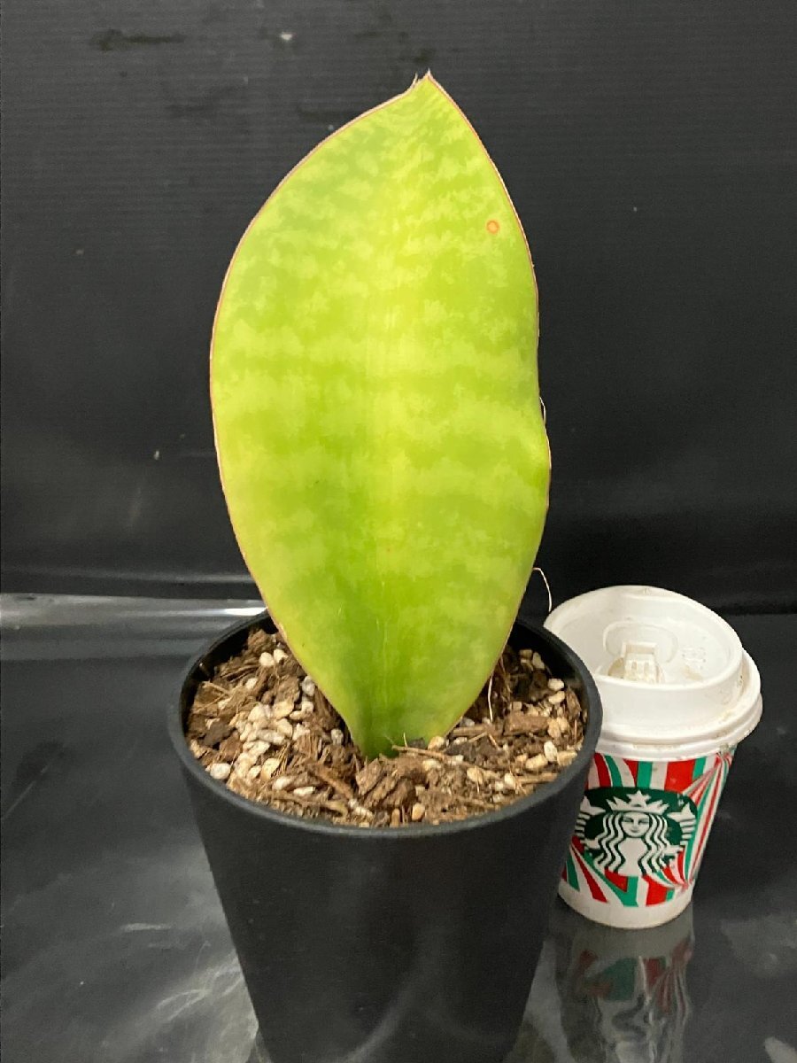 4072 「観葉植物J」サンセベリア マッソニアーナ 斑入り 植え【美株?発根?多肉植物?サンスベリア?Sansevieria masonia】