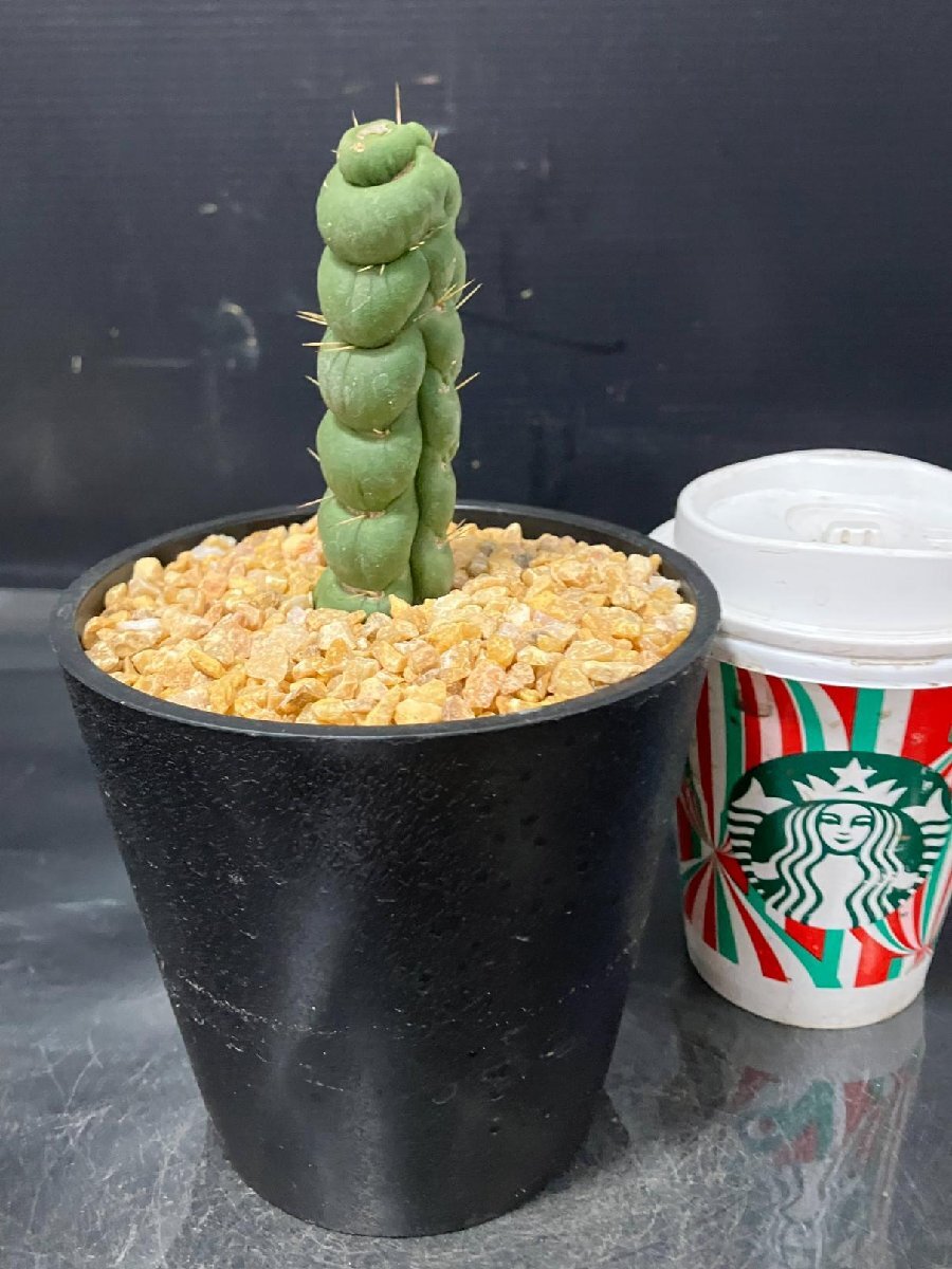 4116 「多肉植物J」ユーリキニア カスタネア スピラリス【発根?美株?Eulychnia castanea f. 'spiralis'?サボテン】