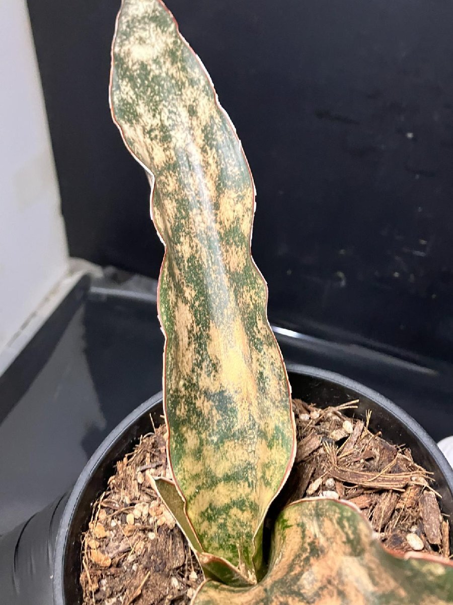 4128 「観葉植物J」サンセベリア キルキー 植え【美株?発根?多肉植物?サンスベリア?Sansevieria kirkii】