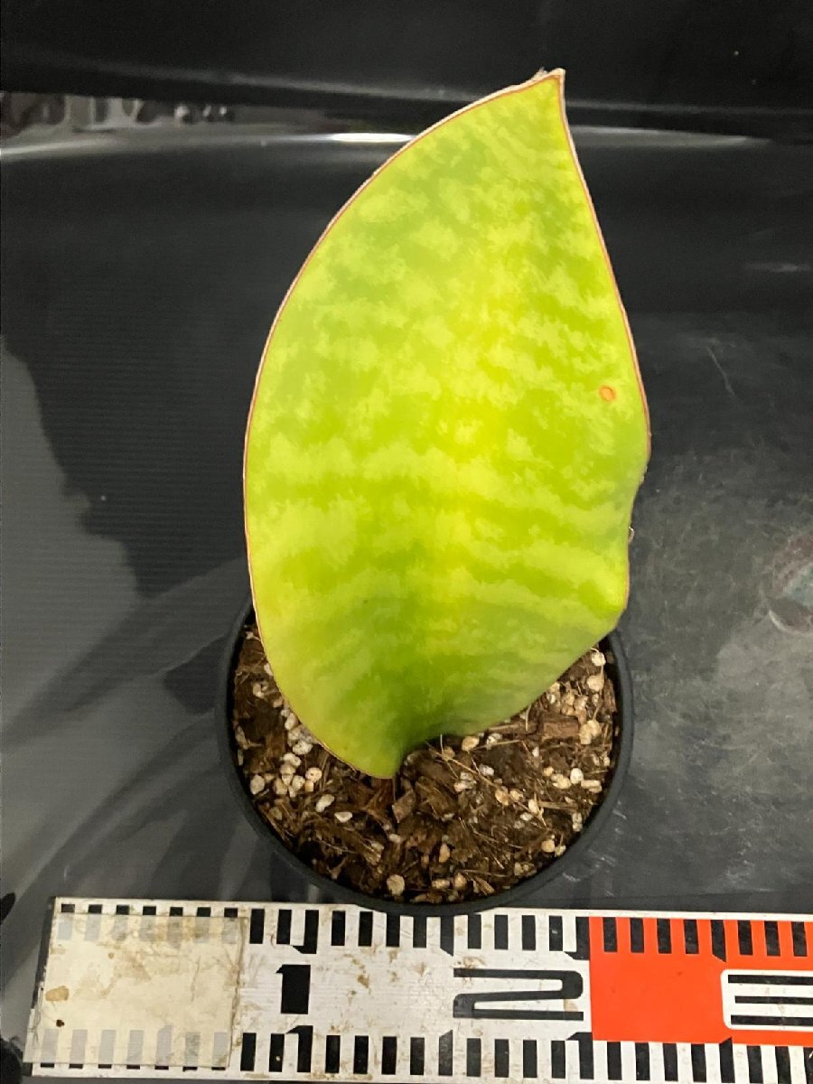 4072 「観葉植物J」サンセベリア マッソニアーナ 斑入り 植え【美株?発根?多肉植物?サンスベリア?Sansevieria masonia】