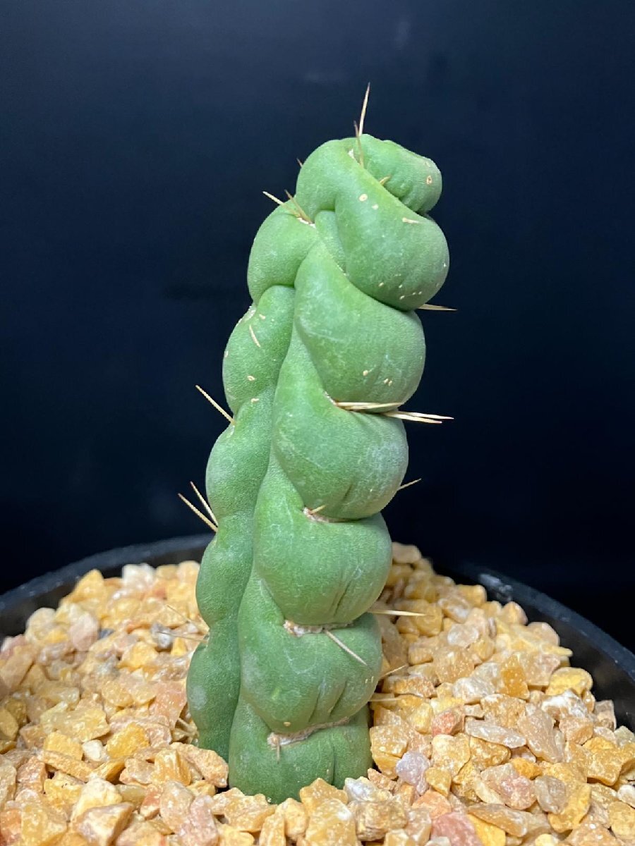 4116 「多肉植物J」ユーリキニア カスタネア スピラリス【発根?美株?Eulychnia castanea f. 'spiralis'?サボテン】